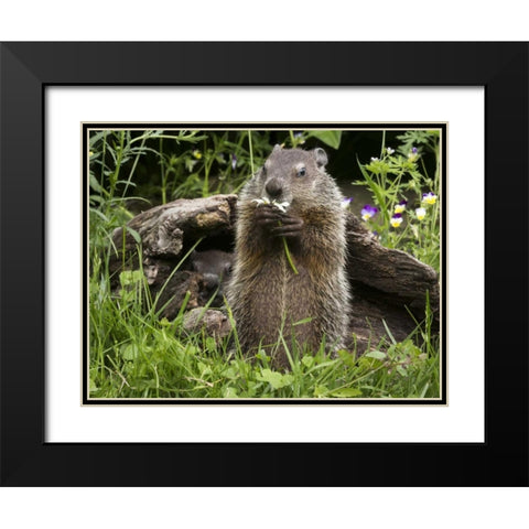 Minnesota, Sandstone Groundhog eating a flower Black Modern Wood Framed Art Print with Double Matting by Kaveney, Wendy