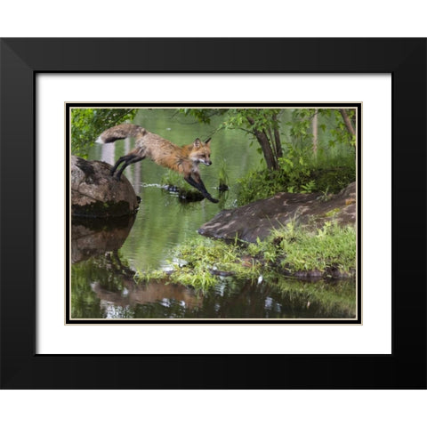 Minnesota, Sandstone Red fox leaping Black Modern Wood Framed Art Print with Double Matting by Kaveney, Wendy