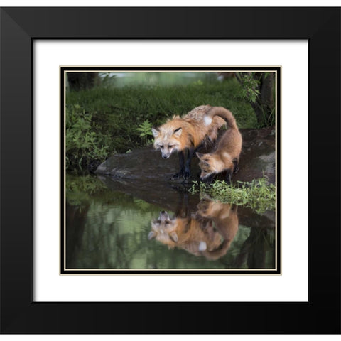 Minnesota, Sandstone Red fox and kit Black Modern Wood Framed Art Print with Double Matting by Kaveney, Wendy