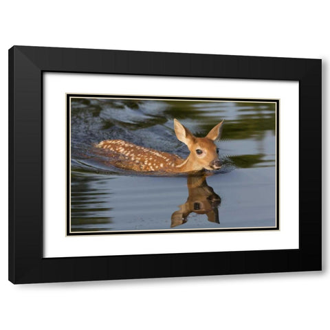 Minnesota White-tailed deer fawn swimming Black Modern Wood Framed Art Print with Double Matting by Kaveney, Wendy