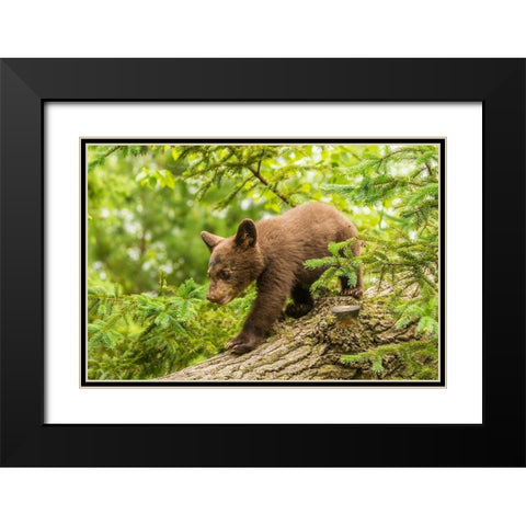Minnesota-black bear cub-captive Black Modern Wood Framed Art Print with Double Matting by Jaynes Gallery