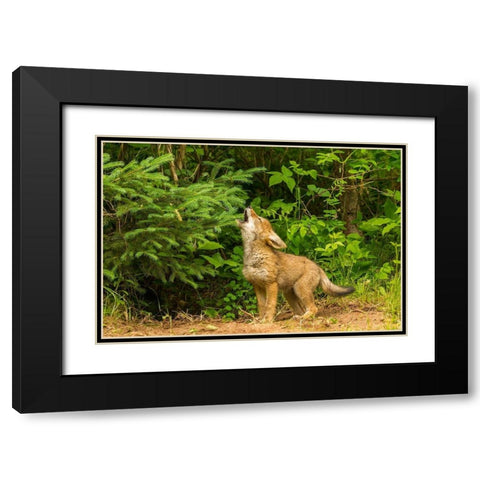 Minnesota-coyote pup howling at den-captive Black Modern Wood Framed Art Print with Double Matting by Jaynes Gallery