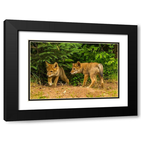 Minnesota-coyote pups at den-captive Black Modern Wood Framed Art Print with Double Matting by Jaynes Gallery