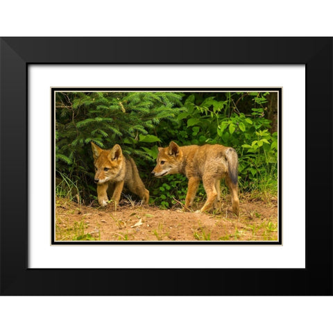 Minnesota-coyote pups at den-captive Black Modern Wood Framed Art Print with Double Matting by Jaynes Gallery