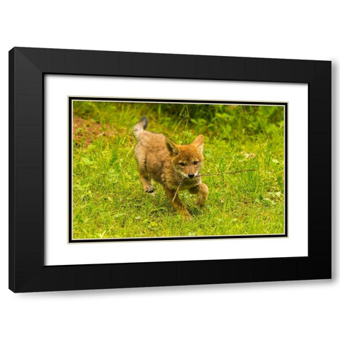 Minnesota-Pine County Coyote pup playing with stick  Black Modern Wood Framed Art Print with Double Matting by Jaynes Gallery