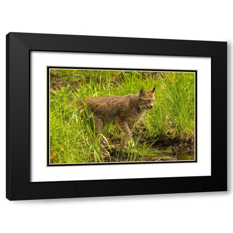 Minnesota-Pine County Lynx close-up  Black Modern Wood Framed Art Print with Double Matting by Jaynes Gallery