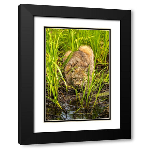 Minnesota-Pine County Lynx close-up  Black Modern Wood Framed Art Print with Double Matting by Jaynes Gallery