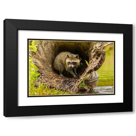 Minnesota-young raccoon in log-captive Black Modern Wood Framed Art Print with Double Matting by Jaynes Gallery