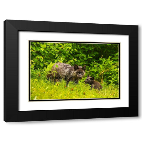 Minnesota-red fox-adult and pup-captive-black morph Black Modern Wood Framed Art Print with Double Matting by Jaynes Gallery