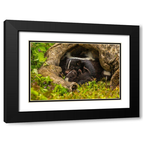 Minnesota-striped skunk-mother and kit in log-captive Black Modern Wood Framed Art Print with Double Matting by Jaynes Gallery