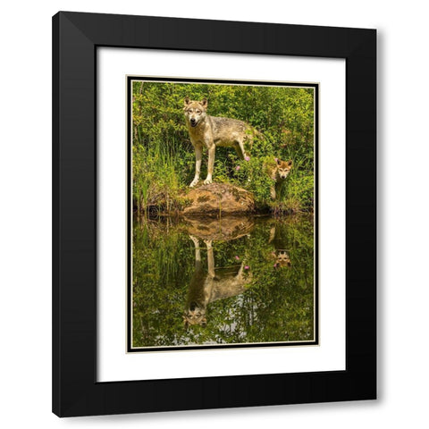 Minnesota-Pine County Wolf and pup reflect in pond  Black Modern Wood Framed Art Print with Double Matting by Jaynes Gallery