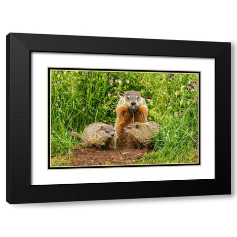 Minnesota-Pine County Adult woodchuck eating and kits  Black Modern Wood Framed Art Print with Double Matting by Jaynes Gallery