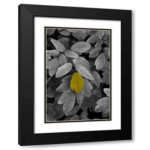 USA-Minnsota-Duluth-Fall Color Black Modern Wood Framed Art Print with Double Matting by Hawkins, Peter