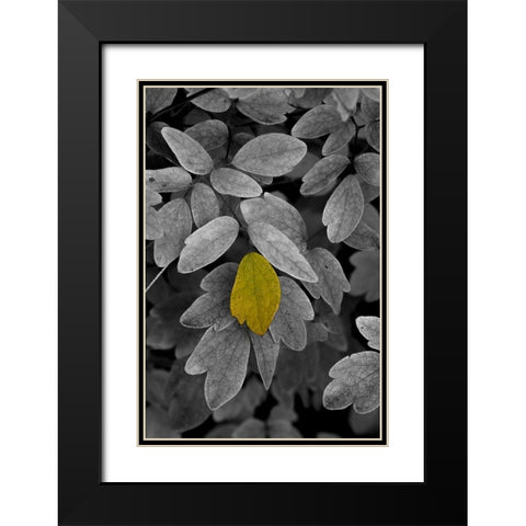 USA-Minnsota-Duluth-Fall Color Black Modern Wood Framed Art Print with Double Matting by Hawkins, Peter