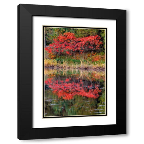 USA-Minnsota-Duluth-Fall Color Black Modern Wood Framed Art Print with Double Matting by Hawkins, Peter