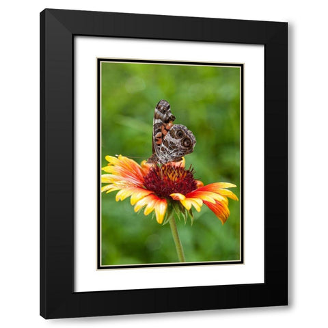 A Virginia Lady butterfly lands on Gaillardia Black Modern Wood Framed Art Print with Double Matting by Richardson, Larry