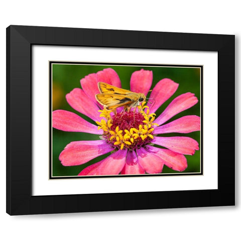 A skipper lands on a zinnia flower Black Modern Wood Framed Art Print with Double Matting by Richardson, Larry