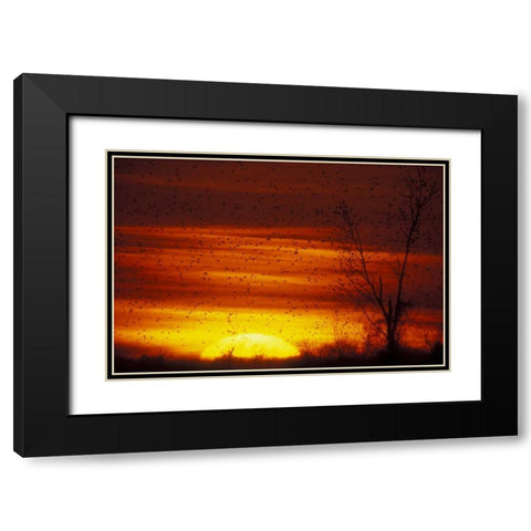 Missouri Blackbirds silhouetted at sunset Black Modern Wood Framed Art Print with Double Matting by Morris, Arthur