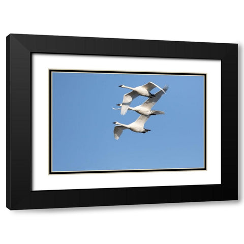 Trumpeter Swans-Cygnus buccinator-in flight Riverlands Migratory Bird Sanctuary-West Alton-Missouri Black Modern Wood Framed Art Print with Double Matting by Day, Richard and Susan