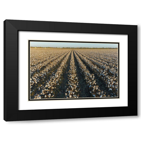 Cotton field at sunset-Stoddard County-Missouri Black Modern Wood Framed Art Print with Double Matting by Day, Richard and Susan