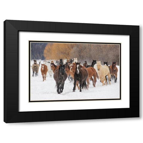 Rodeo horses running during winter roundup-Kalispell-Montana Black Modern Wood Framed Art Print with Double Matting by Jones, Adam