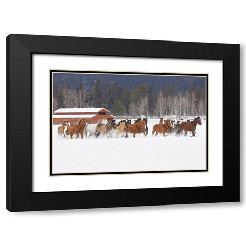 Rodeo horses running during winter roundup-Kalispell-Montana Black Modern Wood Framed Art Print with Double Matting by Jones, Adam