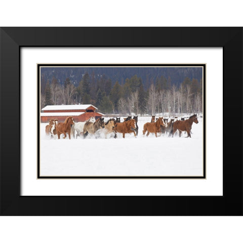 Rodeo horses running during winter roundup-Kalispell-Montana Black Modern Wood Framed Art Print with Double Matting by Jones, Adam