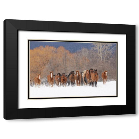 Rodeo horses running during winter roundup-Kalispell-Montana Black Modern Wood Framed Art Print with Double Matting by Jones, Adam