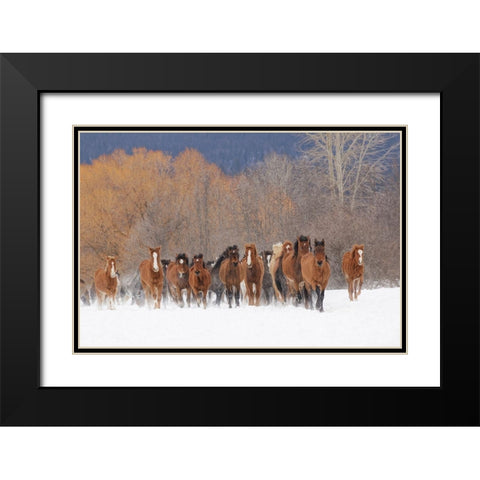 Rodeo horses running during winter roundup-Kalispell-Montana Black Modern Wood Framed Art Print with Double Matting by Jones, Adam