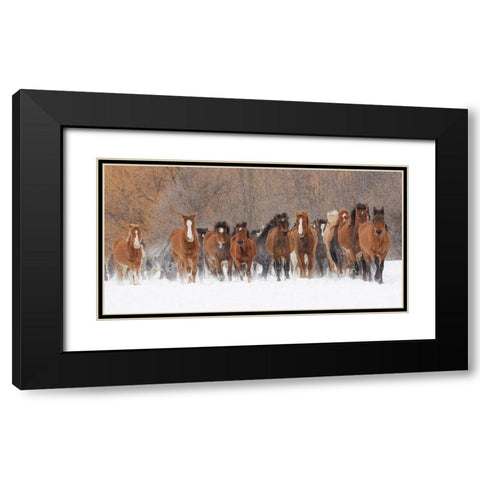 Panoramic view of rodeo horses running during winter roundup-Kalispell-Montana Black Modern Wood Framed Art Print with Double Matting by Jones, Adam