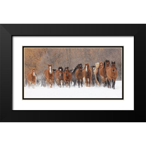 Panoramic view of rodeo horses running during winter roundup-Kalispell-Montana Black Modern Wood Framed Art Print with Double Matting by Jones, Adam