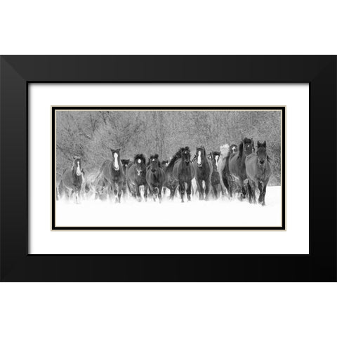 Panoramic view of rodeo horses running during winter roundup-Kalispell-Montana Black Modern Wood Framed Art Print with Double Matting by Jones, Adam