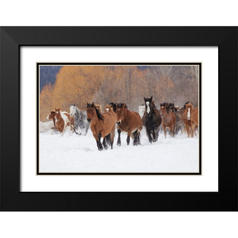 Rodeo horses running during winter roundup-Kalispell-Montana Black Modern Wood Framed Art Print with Double Matting by Jones, Adam