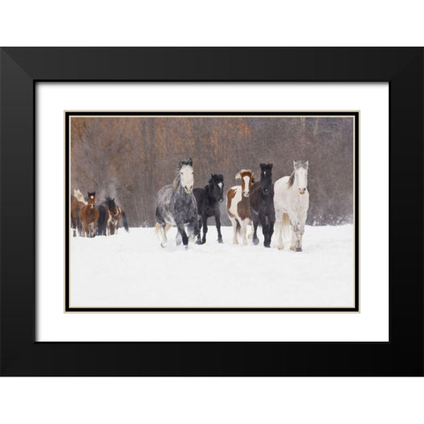 Rodeo horses running during winter roundup-Kalispell-Montana Black Modern Wood Framed Art Print with Double Matting by Jones, Adam