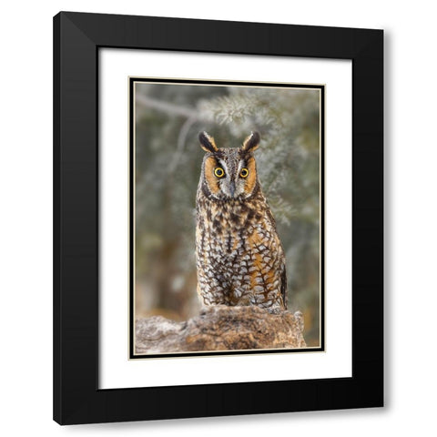 Long-eared owl-Asio otus-controlled situation-Montana Black Modern Wood Framed Art Print with Double Matting by Jones, Adam