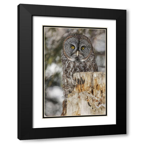 Great grey owl-Strix nebulosa-controlled situation Black Modern Wood Framed Art Print with Double Matting by Jones, Adam