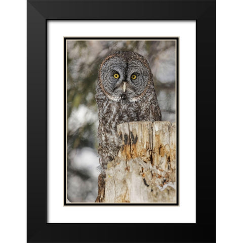 Great grey owl-Strix nebulosa-controlled situation Black Modern Wood Framed Art Print with Double Matting by Jones, Adam