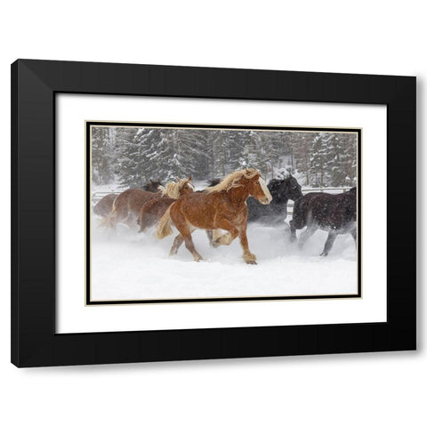 Rodeo horses running during winter roundup-Kalispell-Montana Black Modern Wood Framed Art Print with Double Matting by Jones, Adam