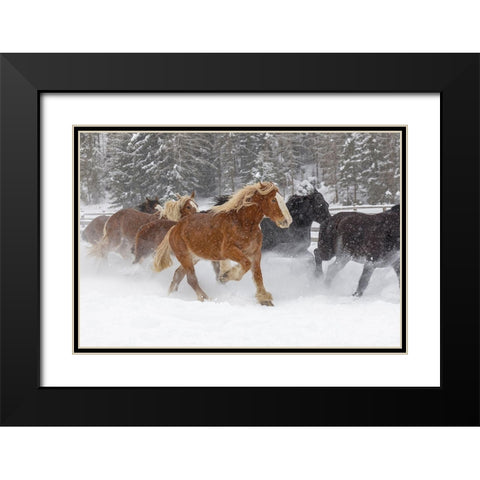 Rodeo horses running during winter roundup-Kalispell-Montana Black Modern Wood Framed Art Print with Double Matting by Jones, Adam