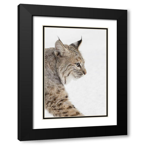 Bobcat in snow-Lynx rufus-controlled situation-Montana Black Modern Wood Framed Art Print with Double Matting by Jones, Adam