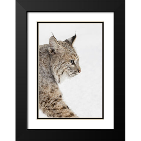 Bobcat in snow-Lynx rufus-controlled situation-Montana Black Modern Wood Framed Art Print with Double Matting by Jones, Adam