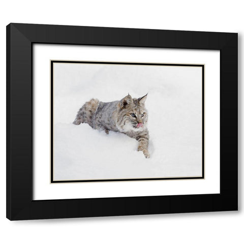 Bobcat in snow-Lynx rufus-controlled situation-Montana Black Modern Wood Framed Art Print with Double Matting by Jones, Adam