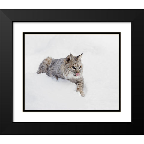 Bobcat in snow-Lynx rufus-controlled situation-Montana Black Modern Wood Framed Art Print with Double Matting by Jones, Adam