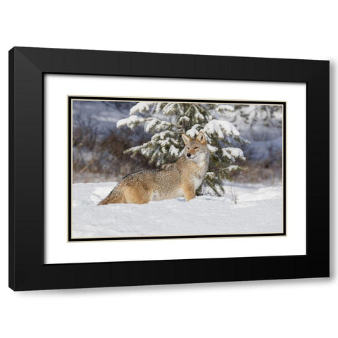 Coyote in deep winter snow-Canis latrans-controlled situation-Montana Black Modern Wood Framed Art Print with Double Matting by Jones, Adam
