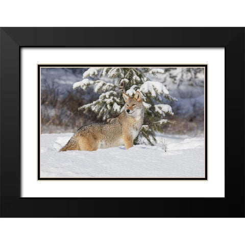 Coyote in deep winter snow-Canis latrans-controlled situation-Montana Black Modern Wood Framed Art Print with Double Matting by Jones, Adam