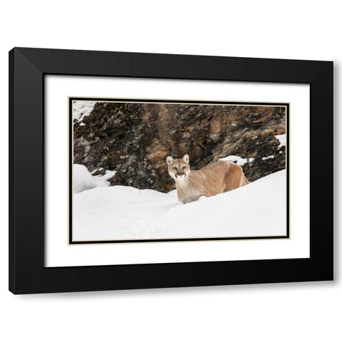 Cougar or Mountain Lion in deep winter snow-Puma concolor-controlled situation Black Modern Wood Framed Art Print with Double Matting by Jones, Adam