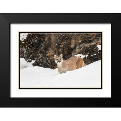 Cougar or Mountain Lion in deep winter snow-Puma concolor-controlled situation Black Modern Wood Framed Art Print with Double Matting by Jones, Adam