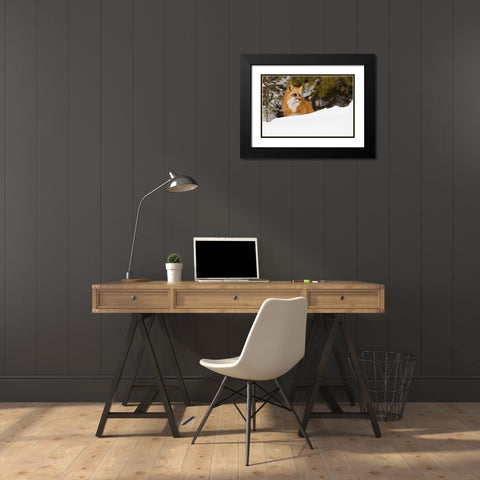 Red fox in deep winter snow-Vulpes vulpes-controlled situation-Montana Black Modern Wood Framed Art Print with Double Matting by Jones, Adam
