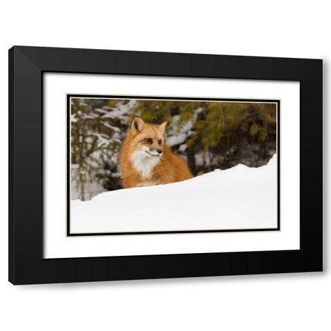 Red fox in deep winter snow-Vulpes vulpes-controlled situation-Montana Black Modern Wood Framed Art Print with Double Matting by Jones, Adam