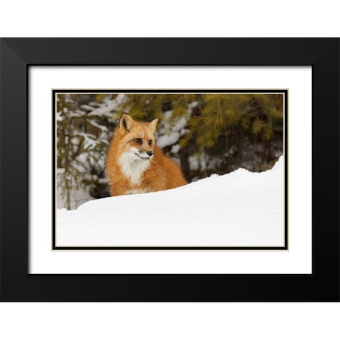 Red fox in deep winter snow-Vulpes vulpes-controlled situation-Montana Black Modern Wood Framed Art Print with Double Matting by Jones, Adam